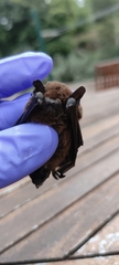Pipistrellus maderensis