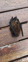 Pipistrellus maderensis