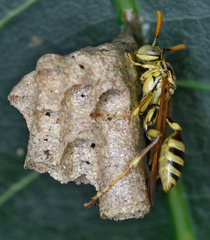 Mischocyttarus basimacula
