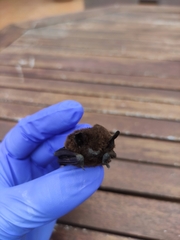 Pipistrellus maderensis