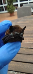 Pipistrellus maderensis