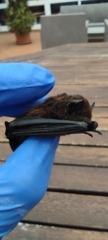 Pipistrellus maderensis