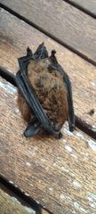 Pipistrellus maderensis