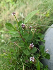 Phyla nodiflora
