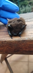 Pipistrellus maderensis