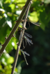 Chalcolestes parvidens