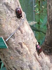 Trypoxylus dichotomus tsunobosonis