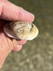 Noetia ponderosa