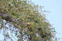 Cocculus hirsutus