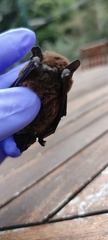 Pipistrellus maderensis