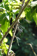Chalcolestes parvidens