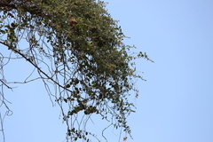 Cocculus hirsutus