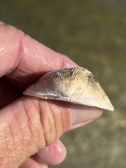 Noetia ponderosa