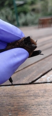 Pipistrellus maderensis