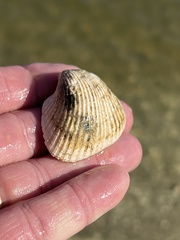 Noetia ponderosa