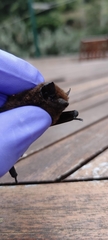 Pipistrellus maderensis