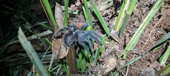 Avicularia avicularia