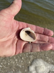 Noetia ponderosa