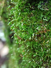 Amblystegium serpens