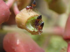 Crematogaster castanea castanea