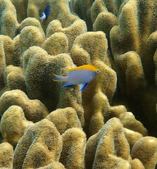 Neoglyphidodon melas