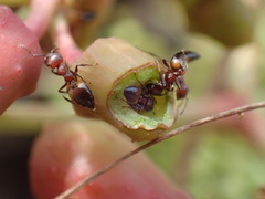 Crematogaster castanea castanea