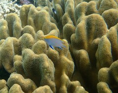 Neoglyphidodon melas