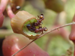 Crematogaster castanea castanea