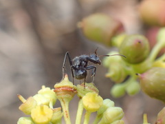 Camponotus sericeus