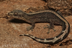 Afrogecko porphyreus