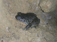 Limnonectes kuhlii