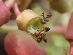 Crematogaster castanea castanea