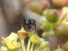 Camponotus sericeus