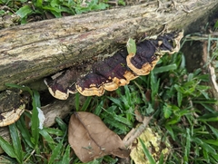 Earliella