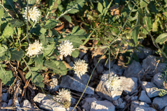 Cephalaria leucantha
