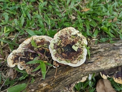 Earliella