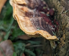 Earliella