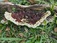 Earliella