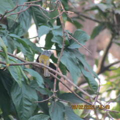 Culicicapa ceylonensis