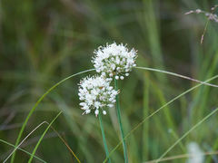 Allium suaveolens