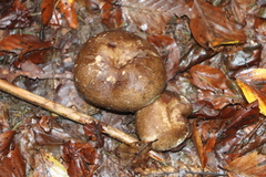 Russula nigricans