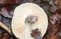 Russula nigricans
