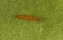 Aptinothrips