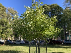 Liriodendron tulipifera