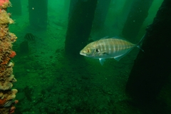 Pseudocaranx georgianus
