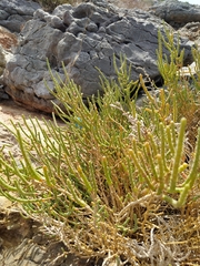 Arthrocaulon macrostachyum