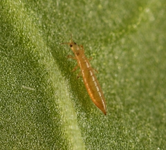 Aptinothrips