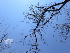 Strychnos madagascariensis