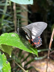 Papilio ambrax