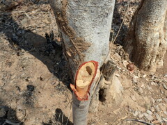 Strychnos madagascariensis